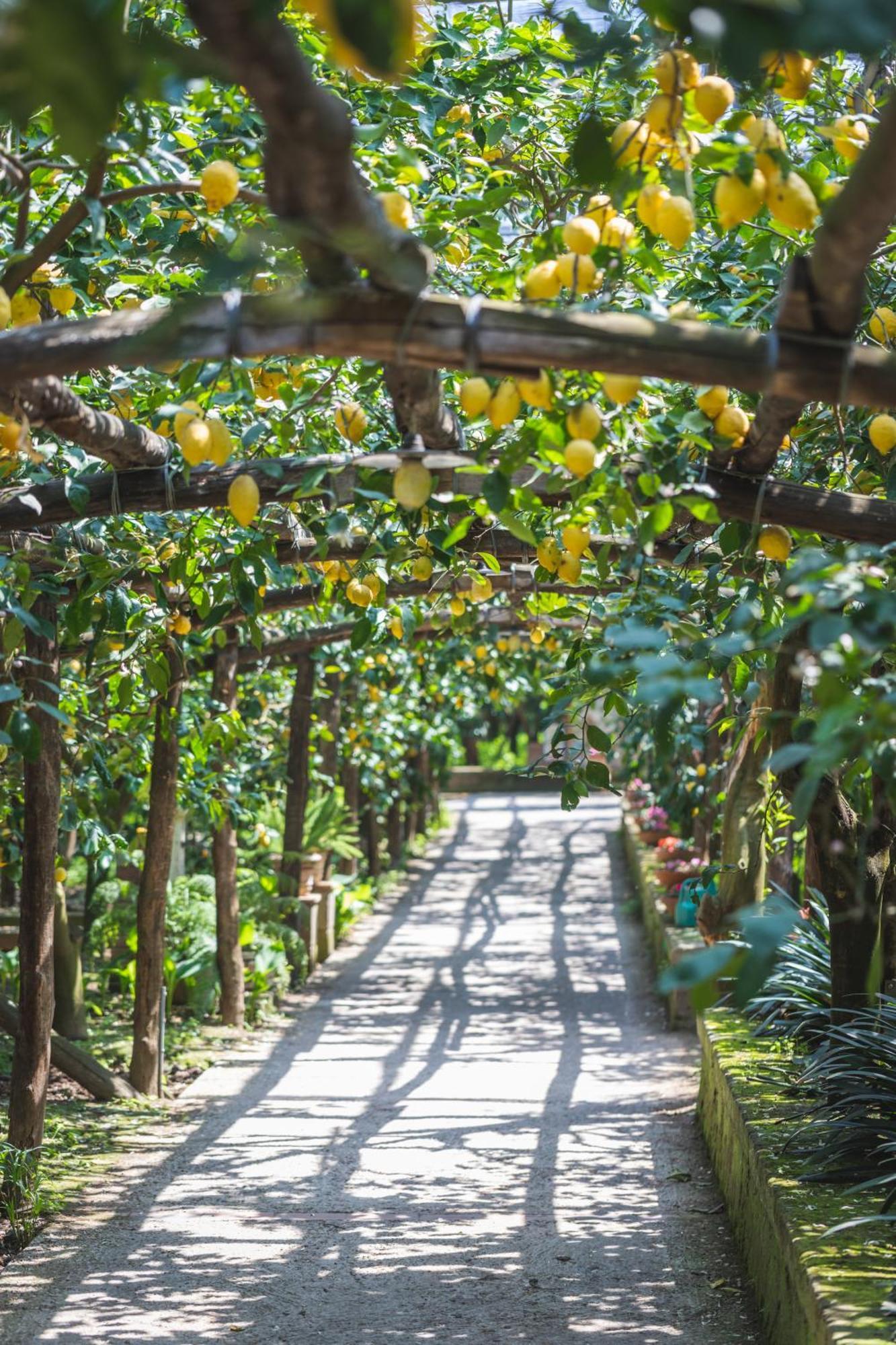 Agriturismo Il Giardino Di Vigliano Масса-Лубренсе Экстерьер фото